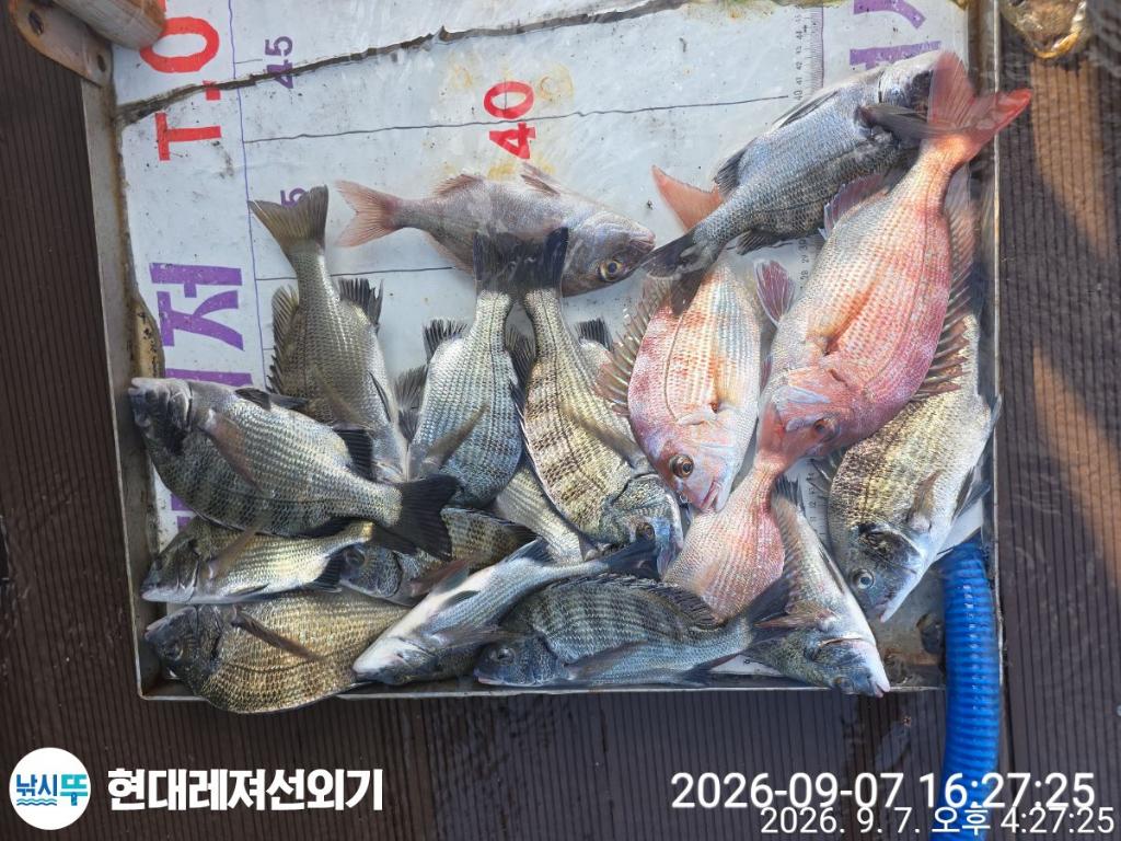 낚시뚜,감성돔,참돔,풍화상장마을,통영 현대레져선외기,낚시뚜0