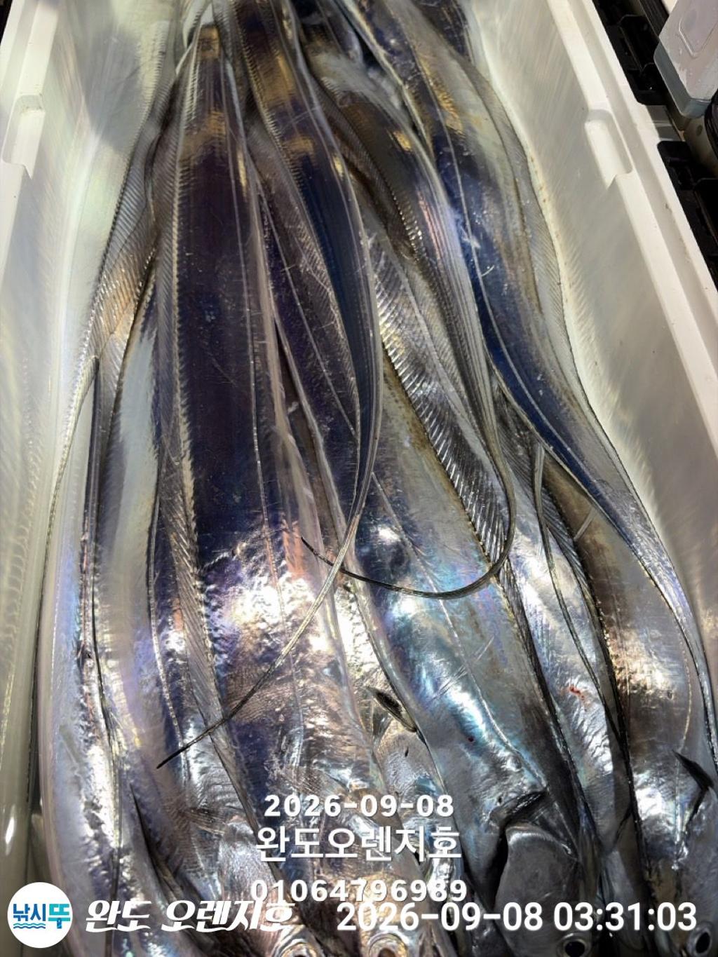 낚시뚜,갈치,완도항,완도 오렌지호,낚시뚜35