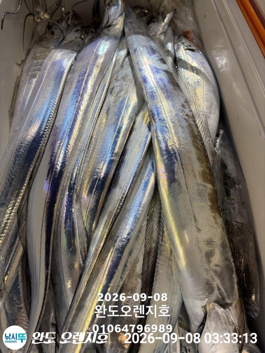 낚시뚜,갈치,완도항,완도 오렌지호,낚시뚜33
