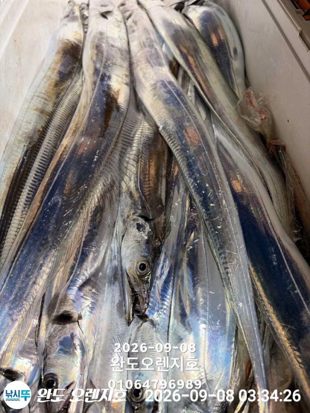 낚시뚜,갈치,완도항,완도 오렌지호,낚시뚜32