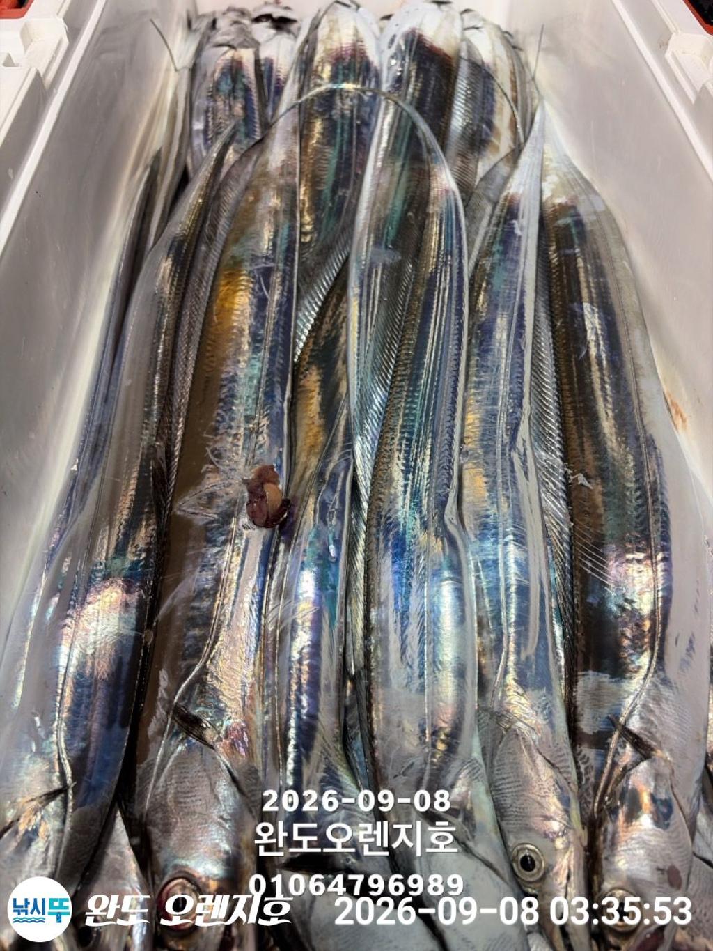 낚시뚜,갈치,완도항,완도 오렌지호,낚시뚜31