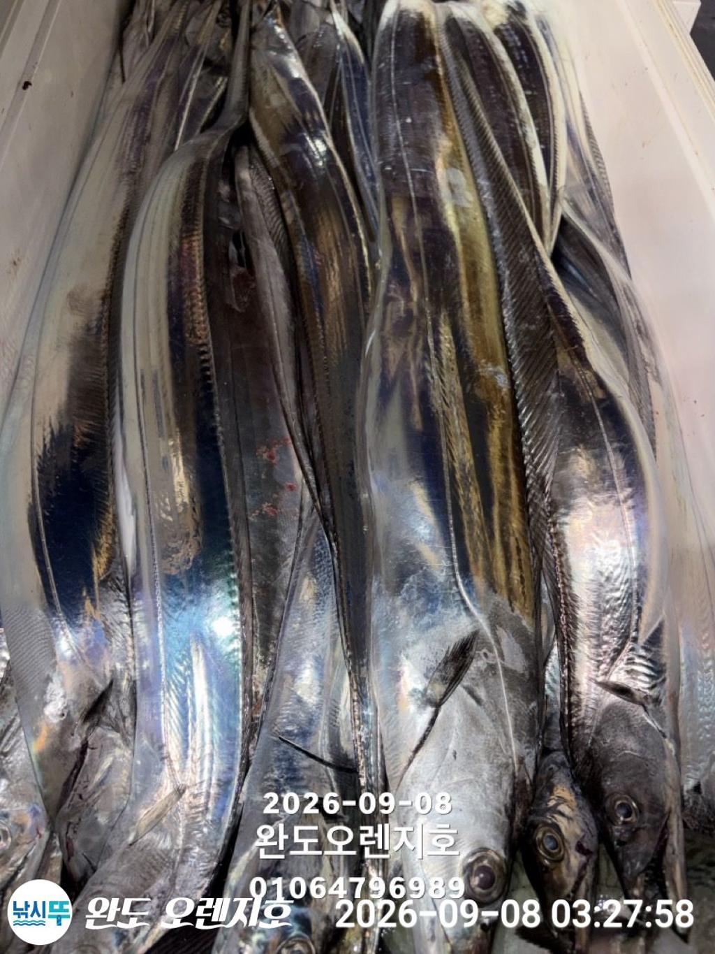 낚시뚜,갈치,완도항,완도 오렌지호,낚시뚜28