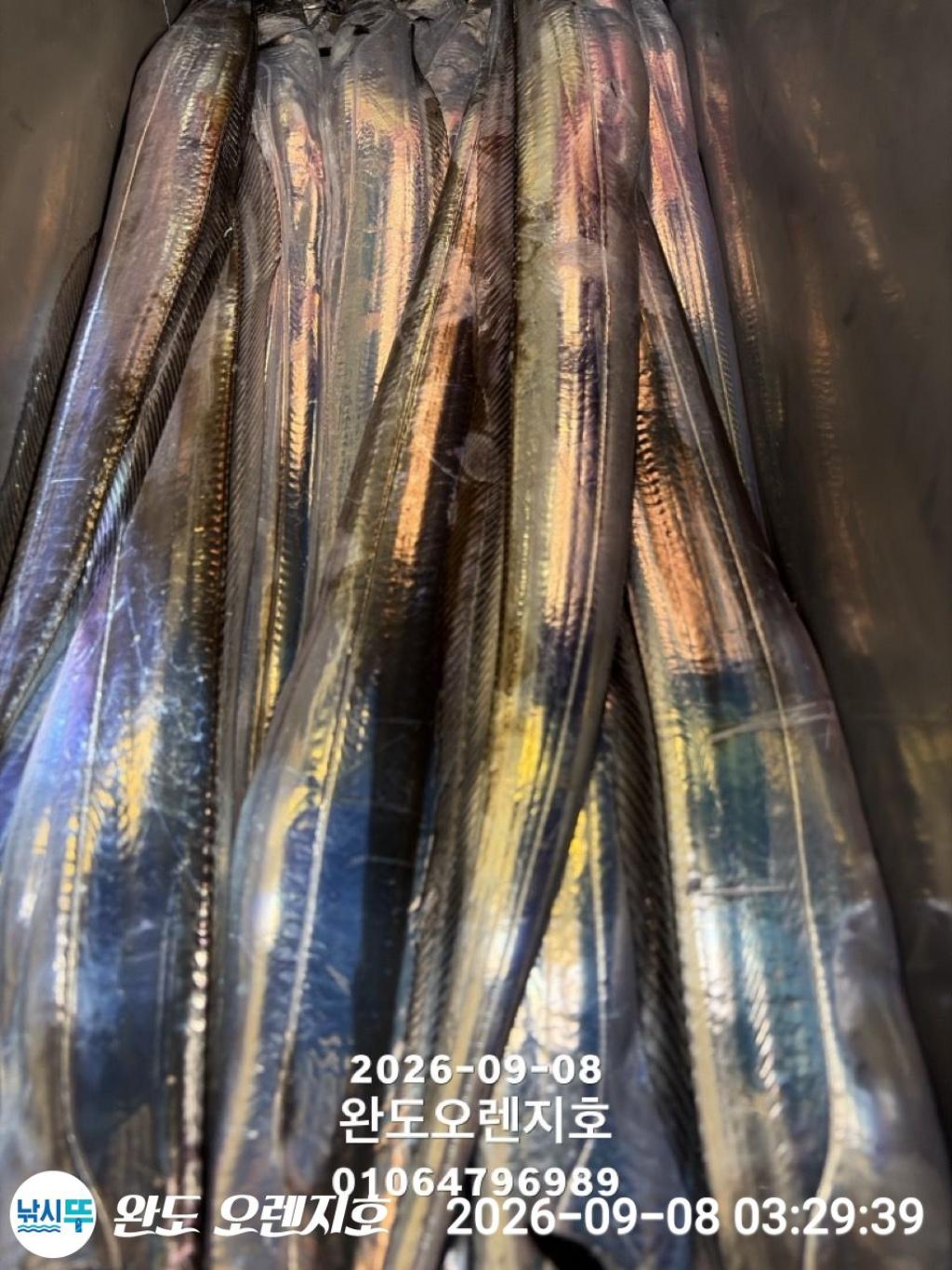 낚시뚜,갈치,완도항,완도 오렌지호,낚시뚜26