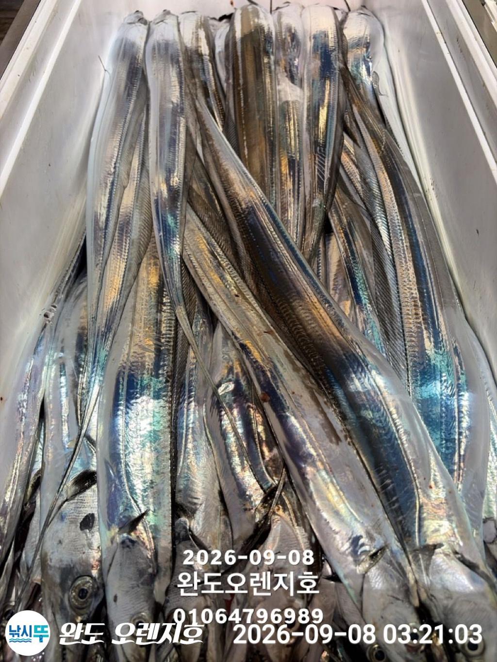 낚시뚜,갈치,완도항,완도 오렌지호,낚시뚜20