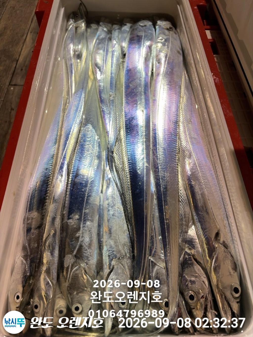 낚시뚜,갈치,완도항,완도 오렌지호,낚시뚜19