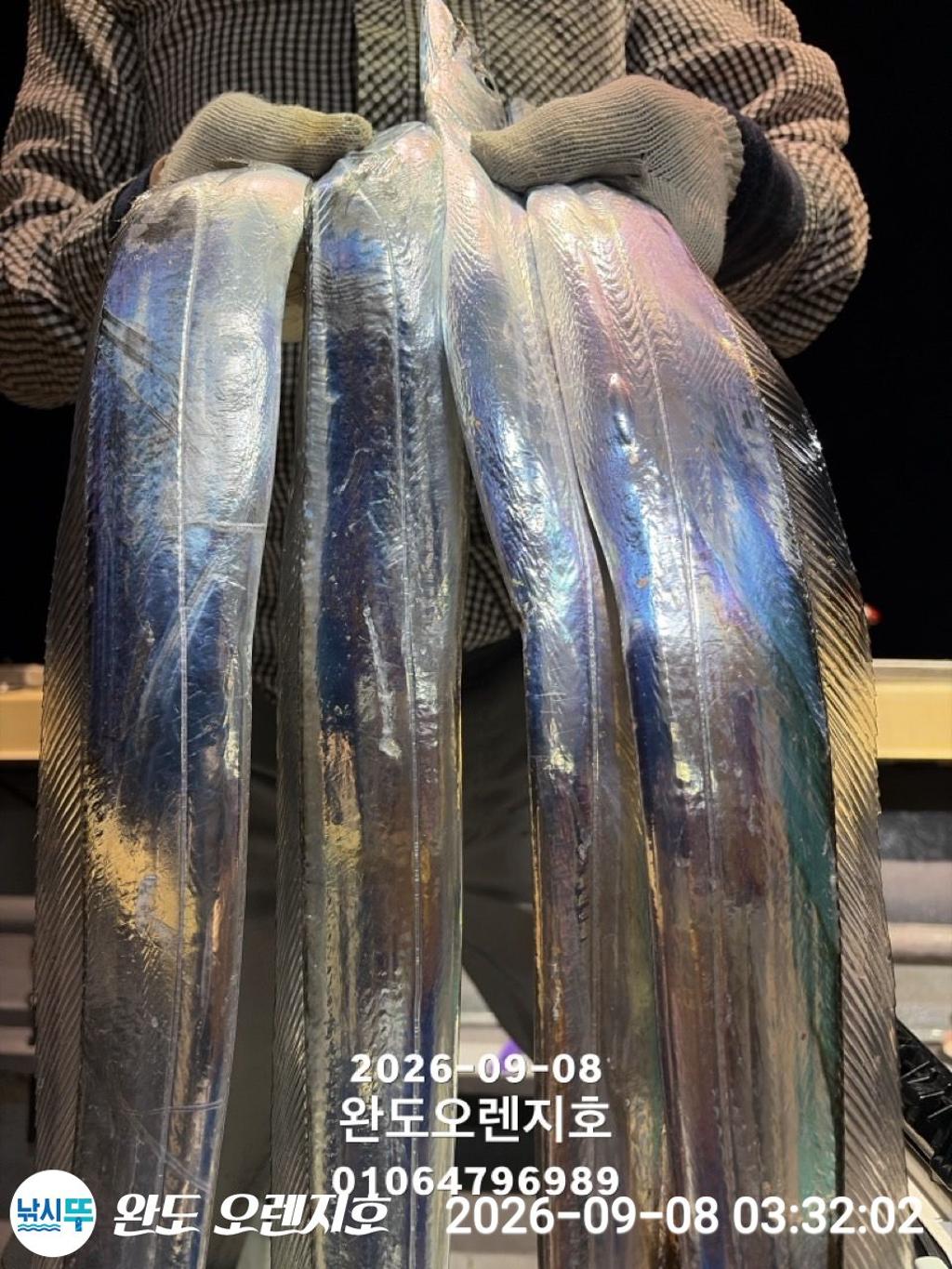 낚시뚜,갈치,완도항,완도 오렌지호,낚시뚜17