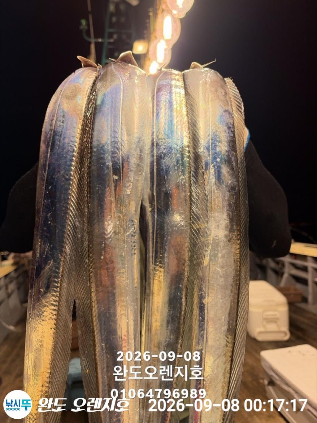 낚시뚜,갈치,완도항,완도 오렌지호,낚시뚜6