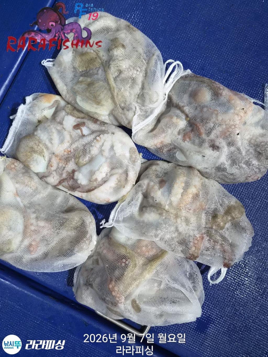 낚시뚜,돌문어,속천항(진해),라라피싱,낚시뚜11