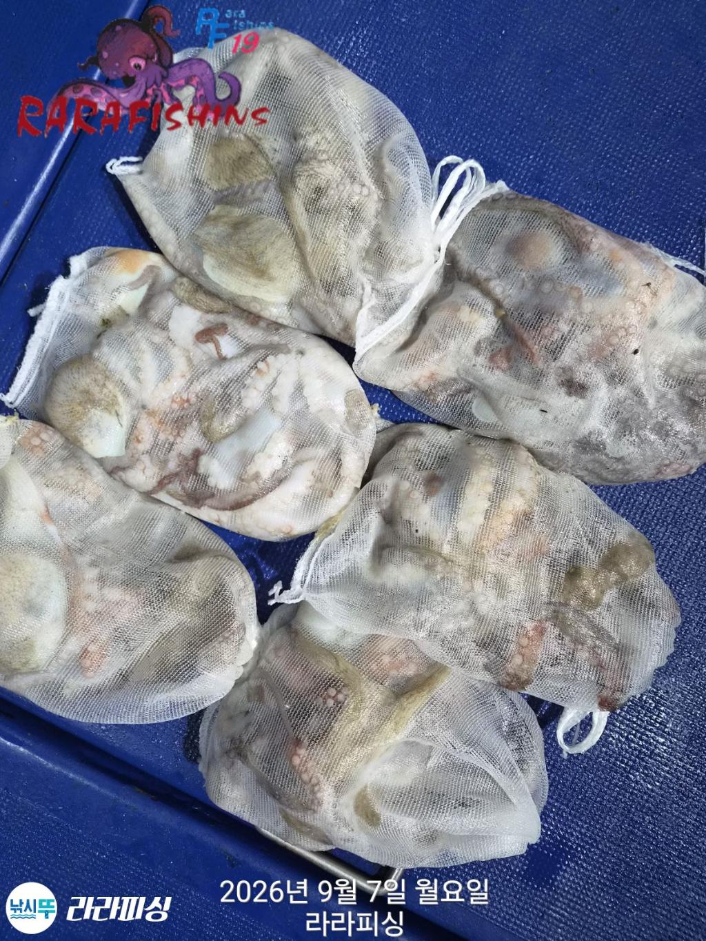 낚시뚜,돌문어,속천항(진해),라라피싱,낚시뚜10
