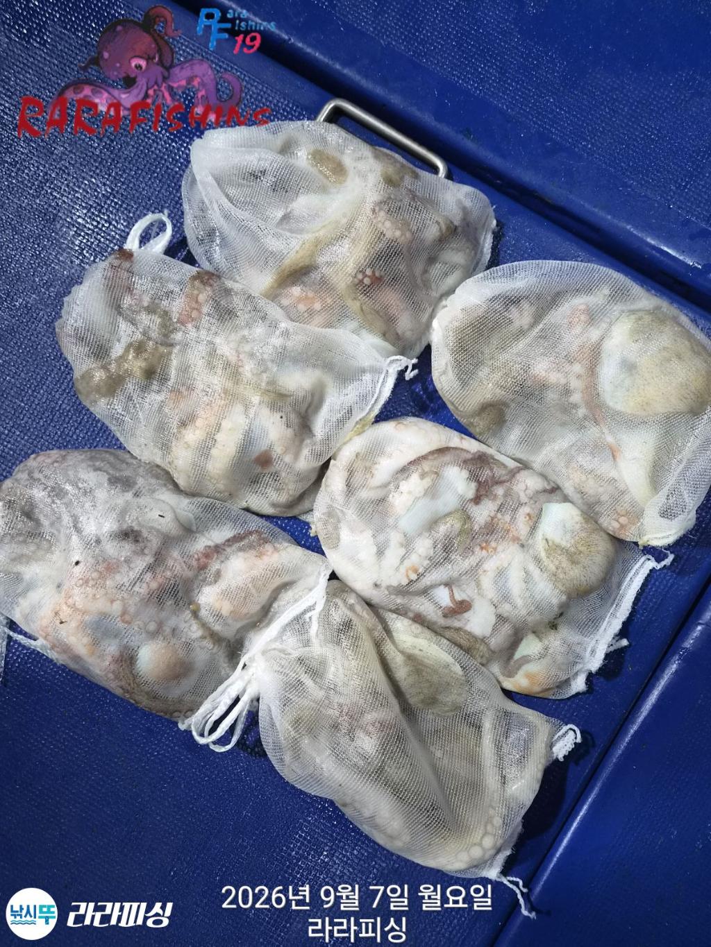 낚시뚜,돌문어,속천항(진해),라라피싱,낚시뚜9