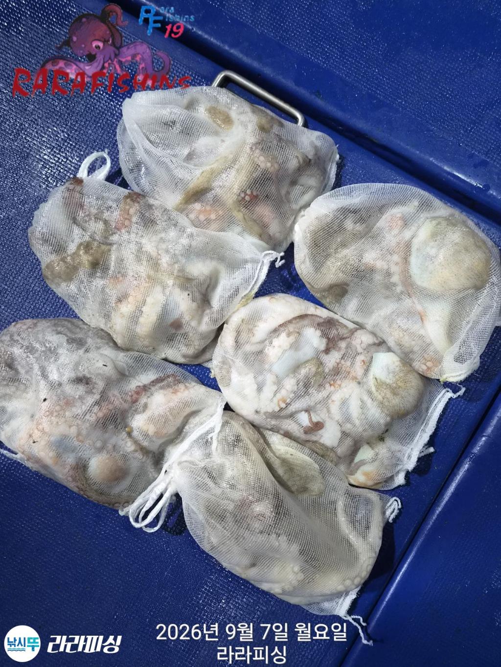 낚시뚜,돌문어,속천항(진해),라라피싱,낚시뚜8