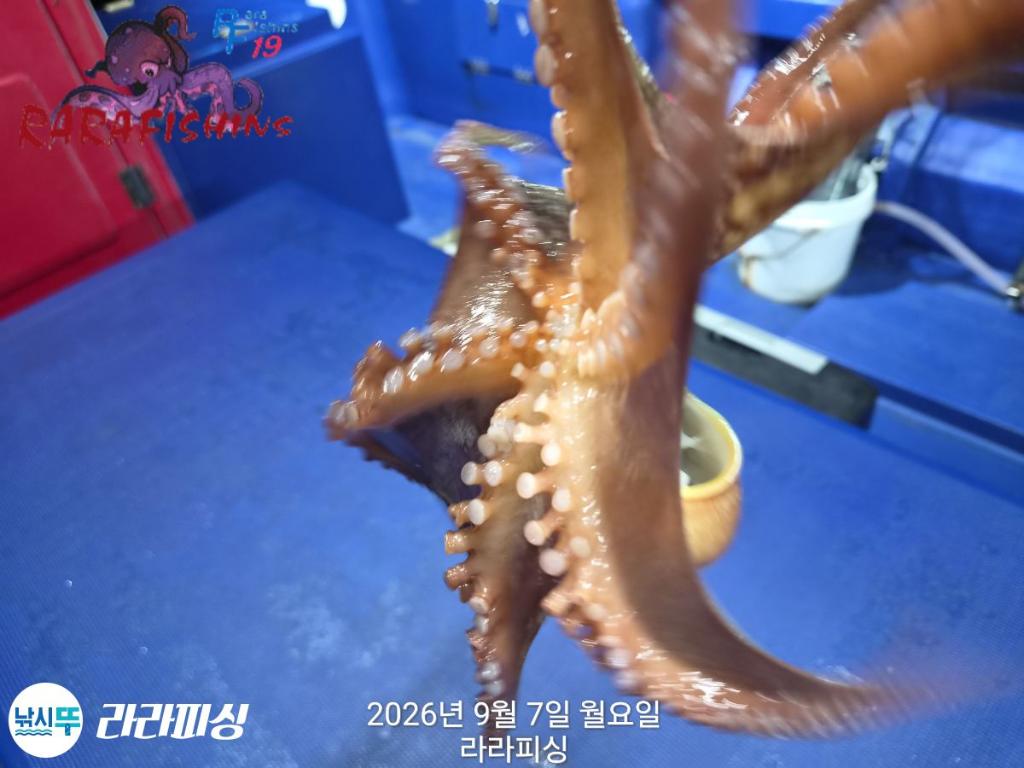 낚시뚜,돌문어,속천항(진해),라라피싱,낚시뚜7