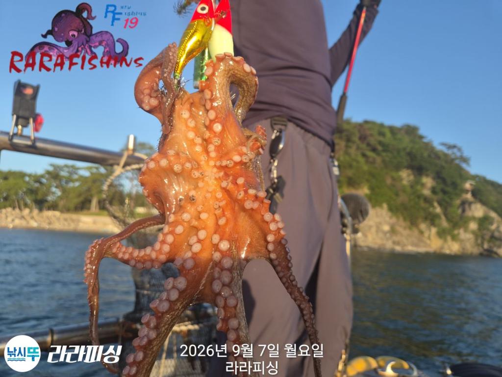 낚시뚜,돌문어,속천항(진해),라라피싱,낚시뚜6