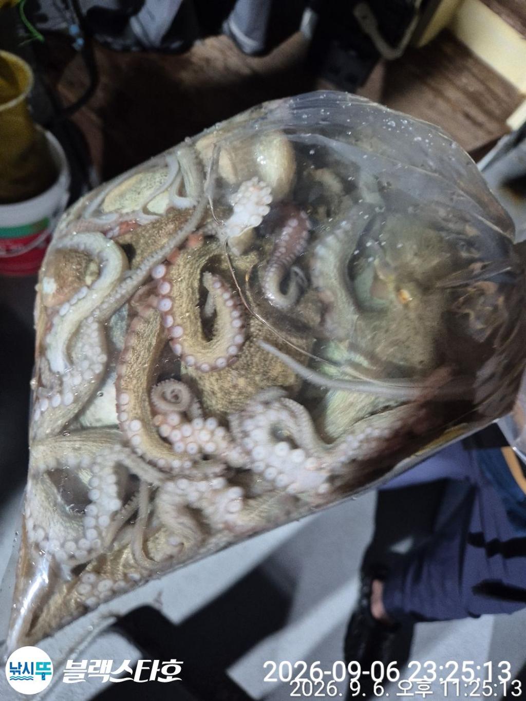 낚시뚜,돌문어,삼천포 팔포항,삼천포 블랙스타,낚시뚜0