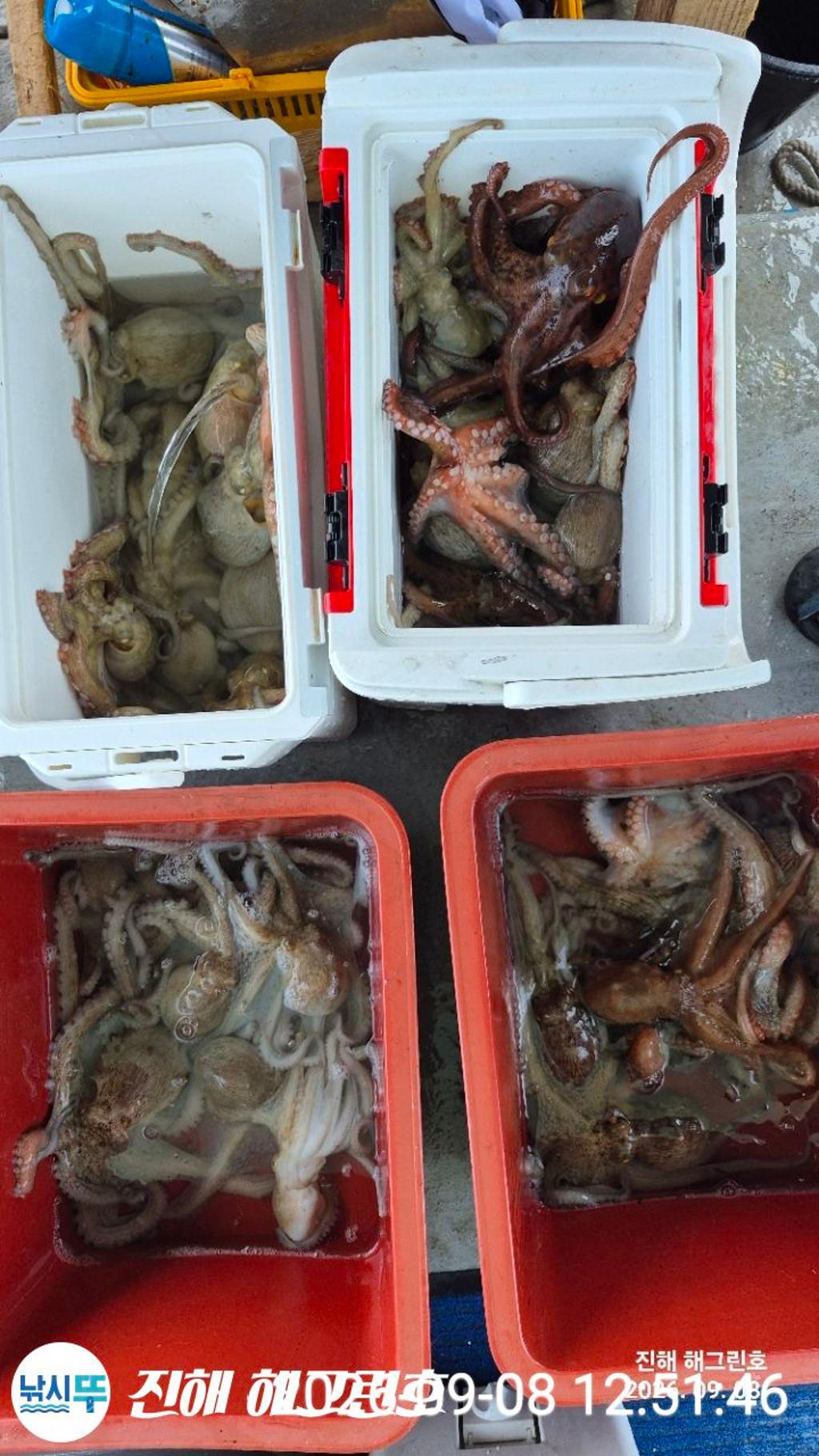낚시뚜,돌문어,삼포항,진해 해그린호,낚시뚜15