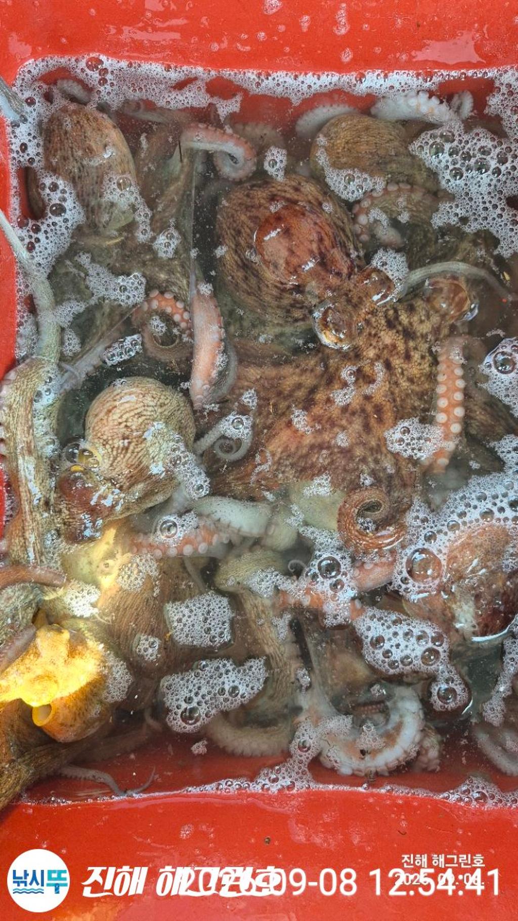 낚시뚜,돌문어,삼포항,진해 해그린호,낚시뚜0