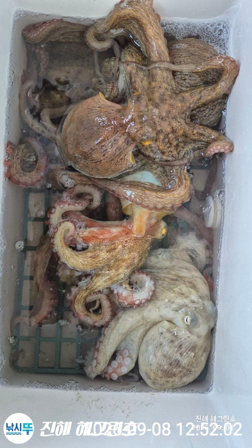 낚시뚜,돌문어,삼포항,진해 해그린호,낚시뚜3