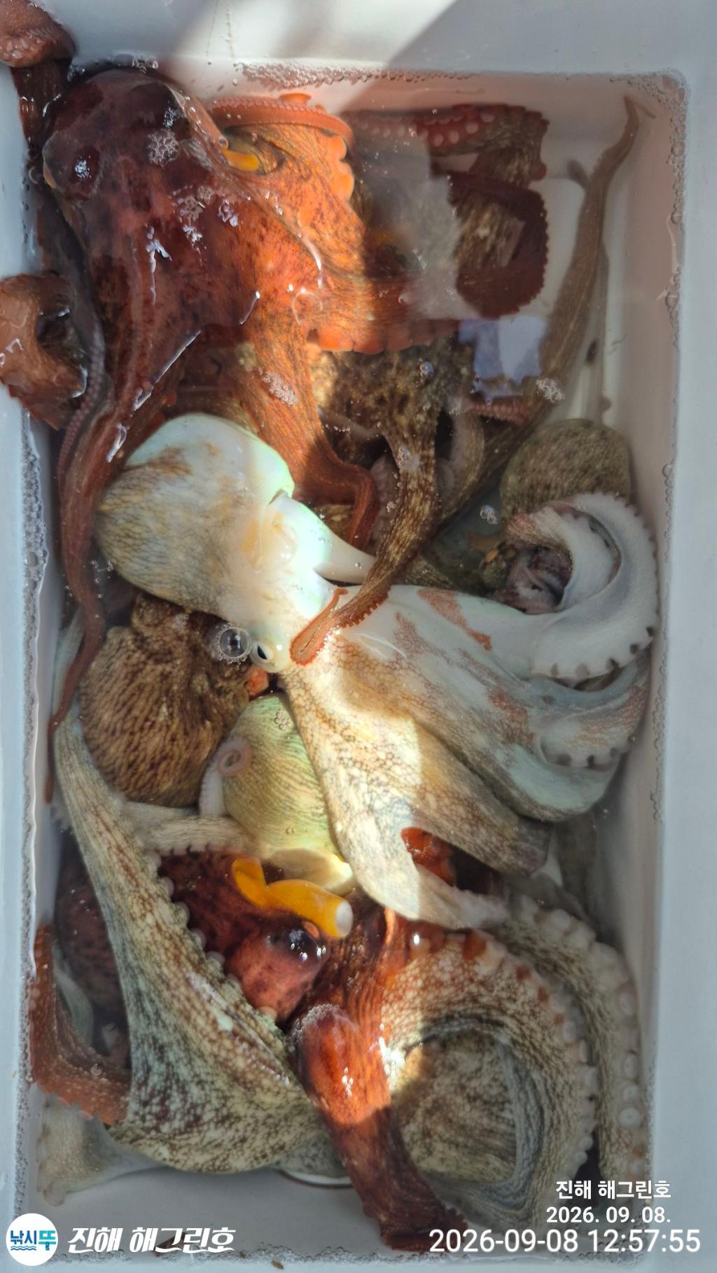 낚시뚜,돌문어,삼포항,진해 해그린호,낚시뚜1