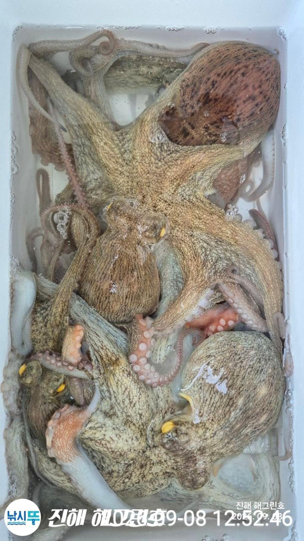 낚시뚜,돌문어,삼포항,진해 해그린호,낚시뚜5