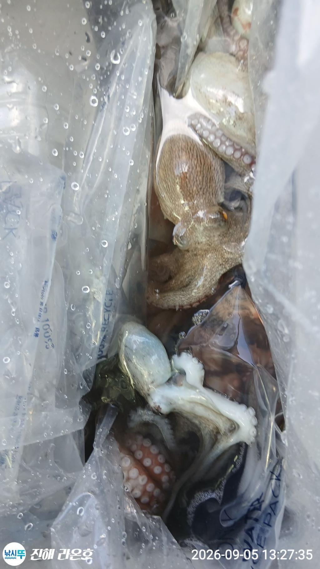 낚시뚜,돌문어,삼포항,진해 라온호,낚시뚜4