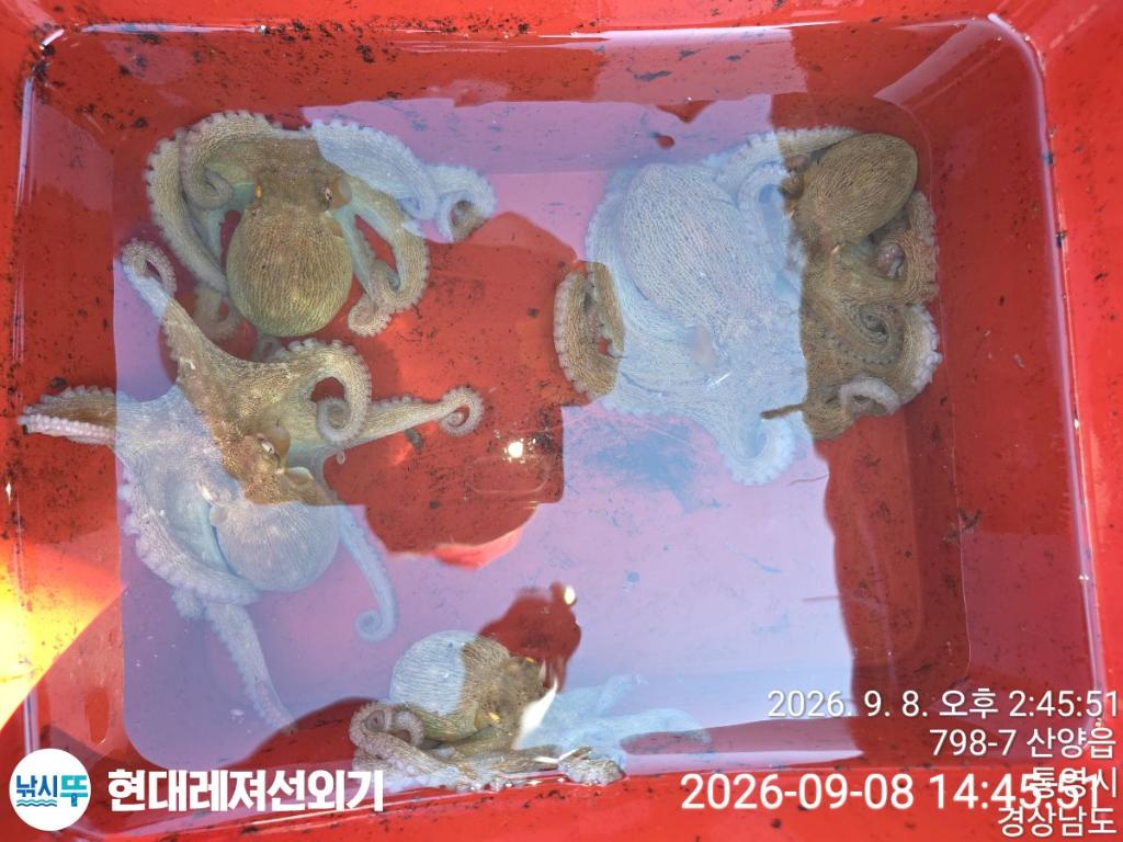 낚시뚜,감성돔,돌문어,무늬오징어,풍화상장마을,통영 현대레져선외기,낚시뚜1