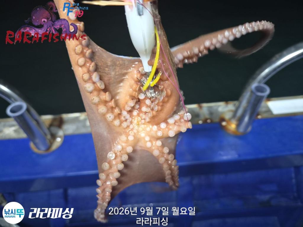 낚시뚜,돌문어,속천항(진해),라라피싱,낚시뚜3