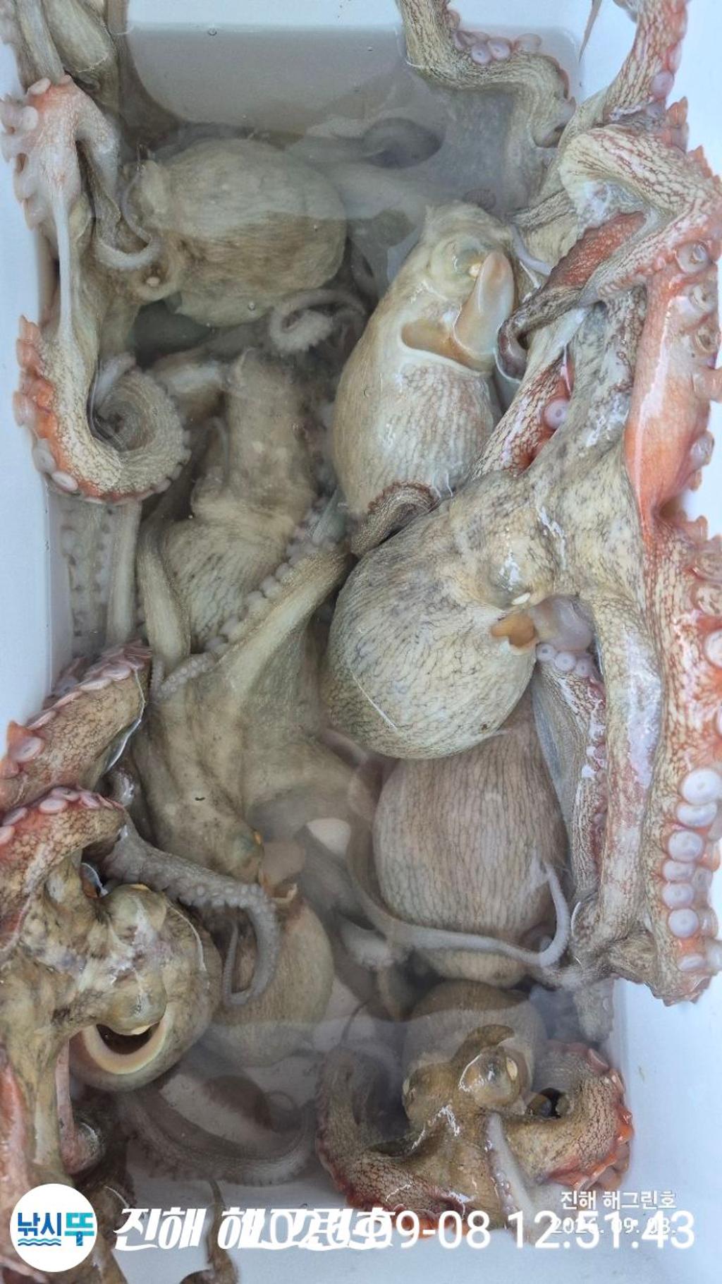 낚시뚜,돌문어,삼포항,진해 해그린호,낚시뚜16