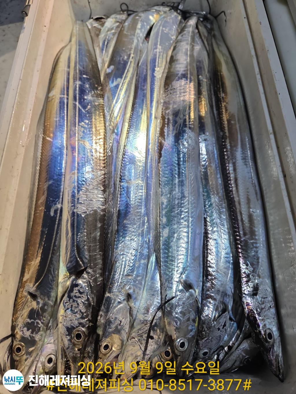 낚시뚜,갈치,진해1부두항,진해레져피싱,낚시뚜20