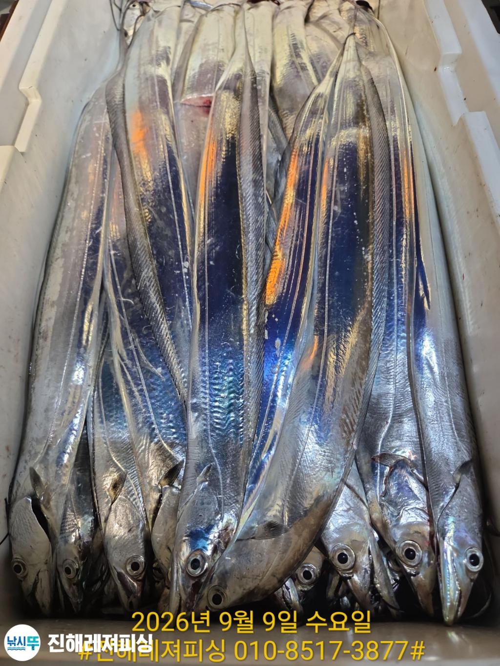 낚시뚜,갈치,진해1부두항,진해레져피싱,낚시뚜16