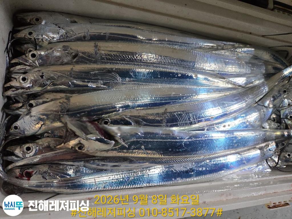 낚시뚜,갈치,진해1부두항,진해레져피싱,낚시뚜8