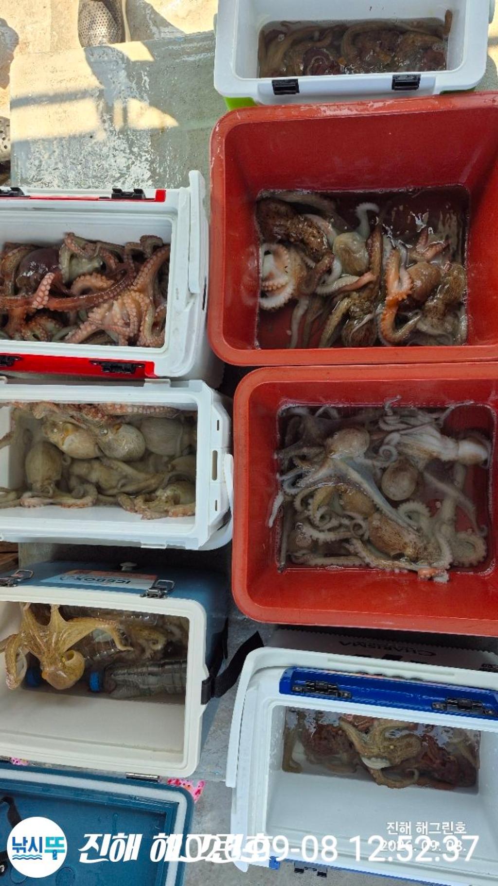 낚시뚜,돌문어,삼포항,진해 해그린호,낚시뚜19