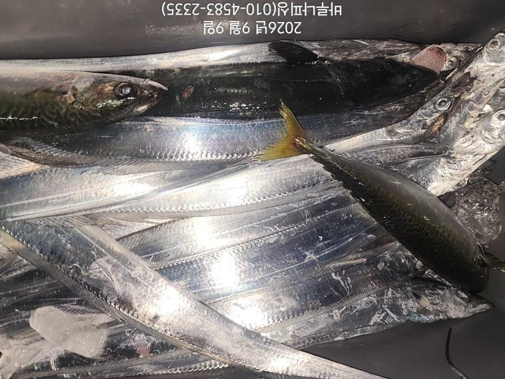 낚시뚜,갈치,속천항(진해),바루나피싱,낚시뚜8