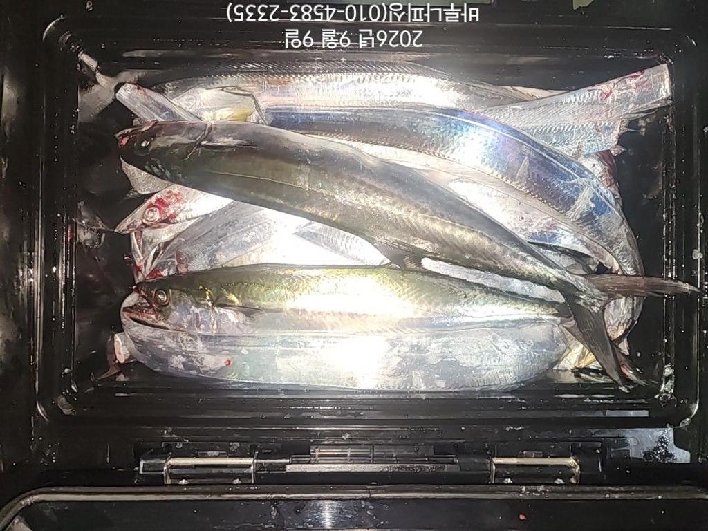 낚시뚜,갈치,속천항(진해),바루나피싱,낚시뚜4