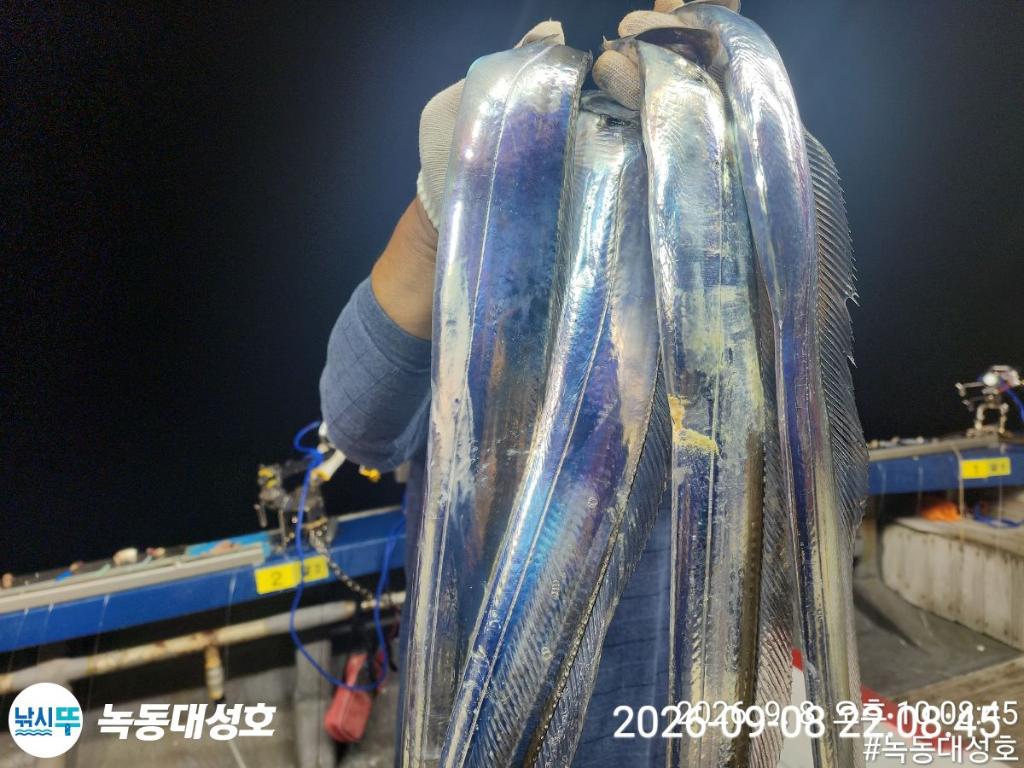 낚시뚜,갈치,녹동항,녹동대성호,낚시뚜12