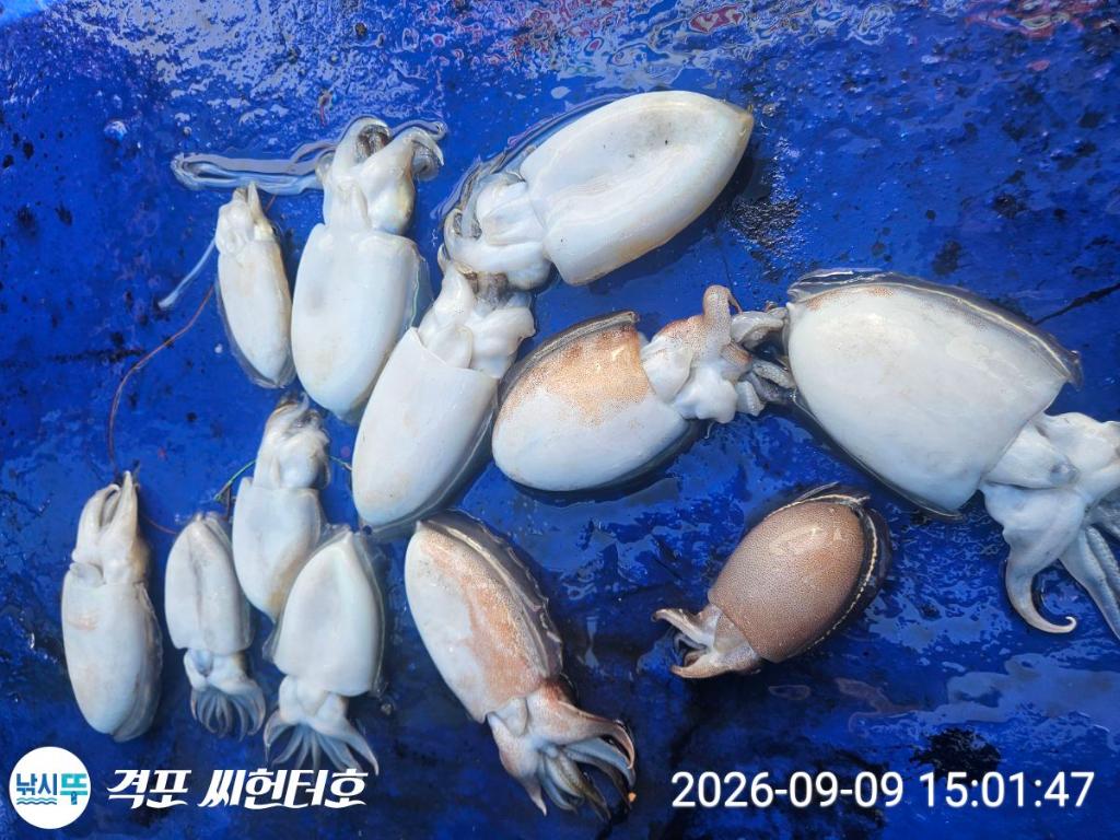 낚시뚜,갑오징어,쭈꾸미,격포,격포 씨헌터호,낚시뚜3
