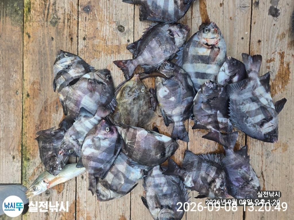 낚시뚜,감성돔,돌돔,참돔,녹동항,실전낚시,낚시뚜4