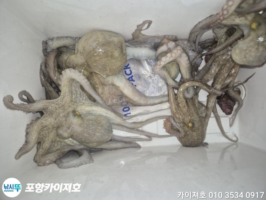 낚시뚜,기타 (직접입력),영일만항,포항카이져호,낚시뚜37