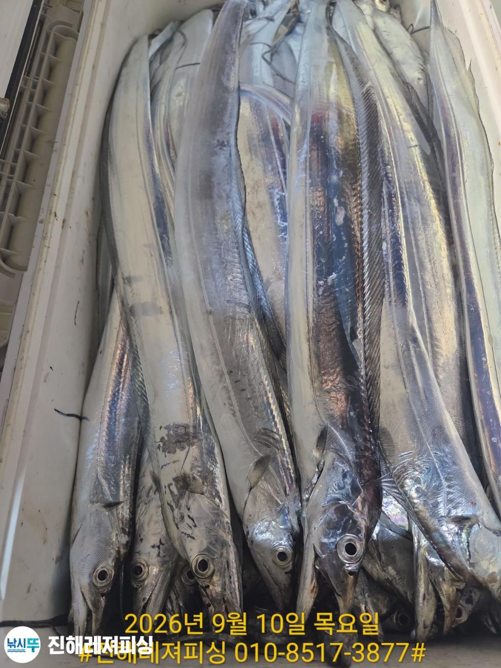 낚시뚜,갈치,진해1부두항,진해레져피싱,낚시뚜10