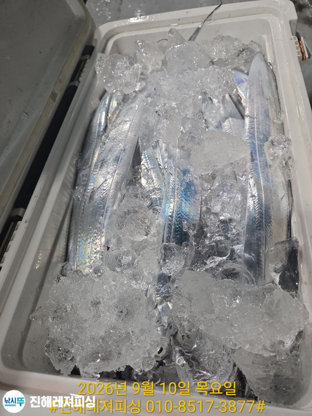 낚시뚜,갈치,진해1부두항,진해레져피싱,낚시뚜18