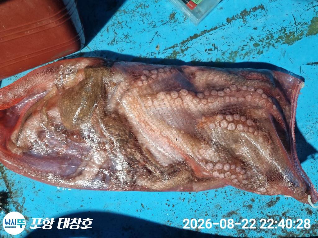 낚시뚜,돌문어,영일만항,포항 태창호,낚시뚜4