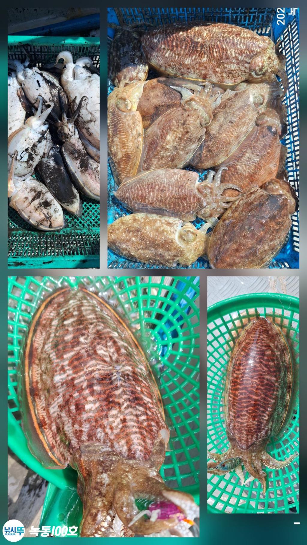 낚시뚜,갑오징어,녹동항,녹동100호,낚시뚜0