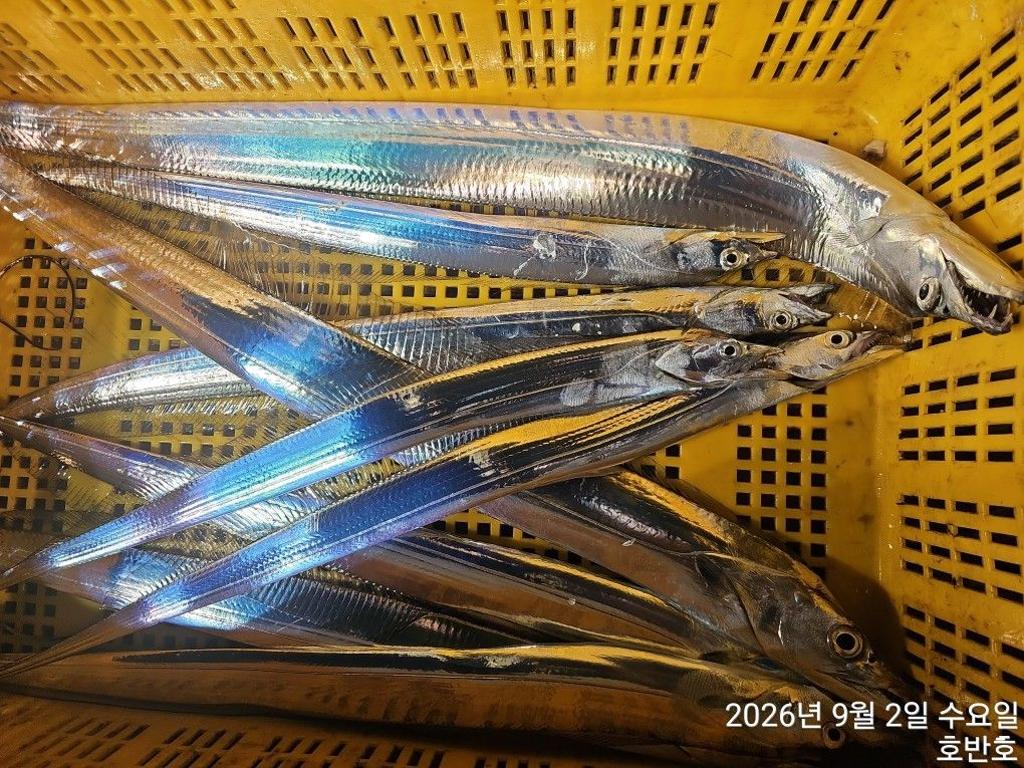 낚시뚜,갈치,통영 신전항,통영호반호,낚시뚜38
