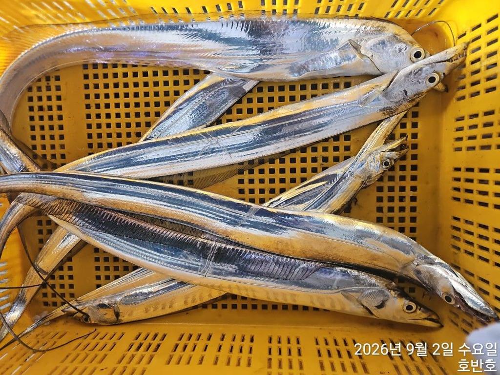 낚시뚜,갈치,통영 신전항,통영호반호,낚시뚜33