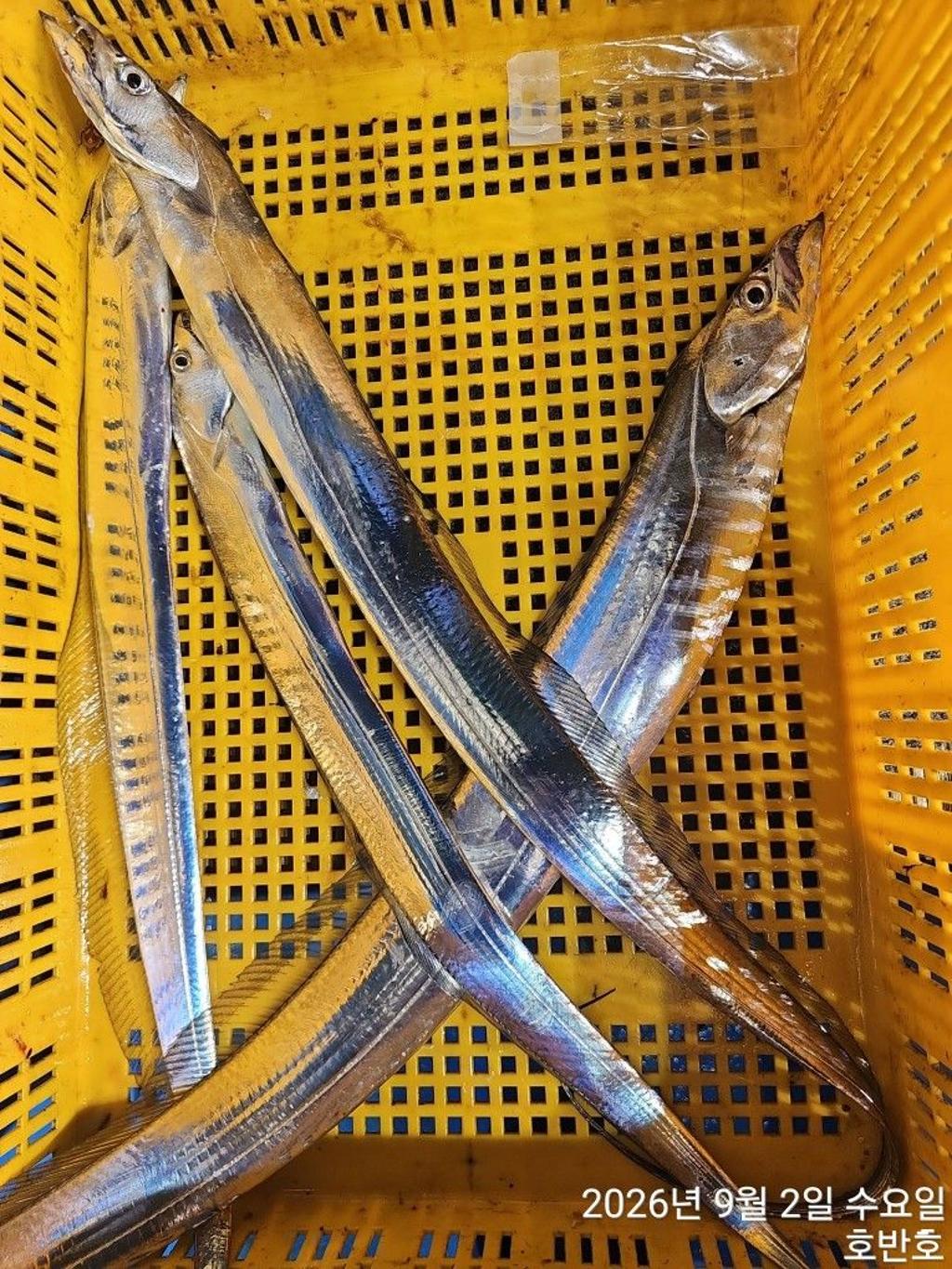 낚시뚜,갈치,통영 신전항,통영호반호,낚시뚜32