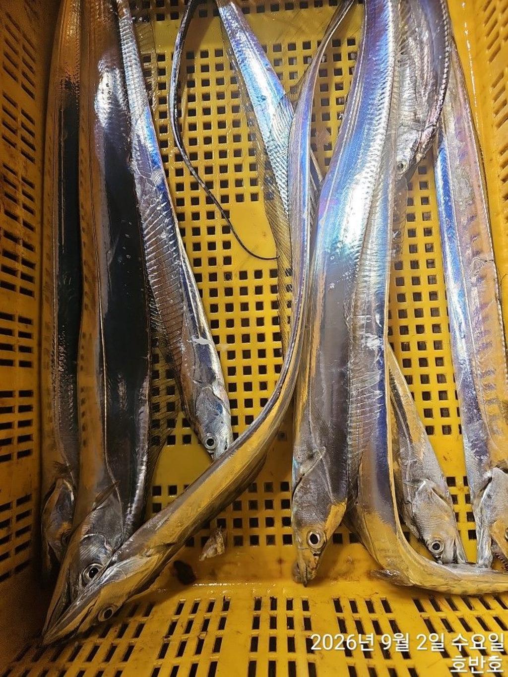 낚시뚜,갈치,통영 신전항,통영호반호,낚시뚜31