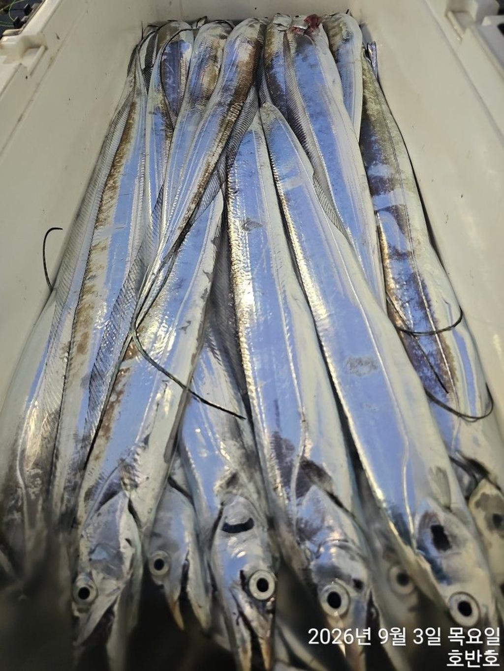 낚시뚜,갈치,통영 신전항,통영호반호,낚시뚜27