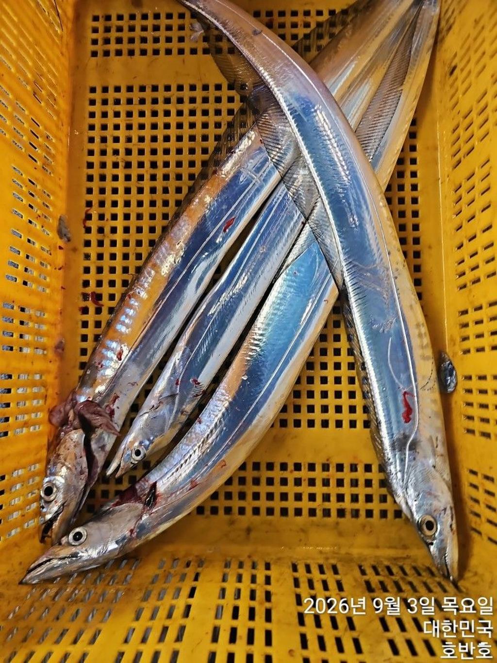 낚시뚜,갈치,통영 신전항,통영호반호,낚시뚜21