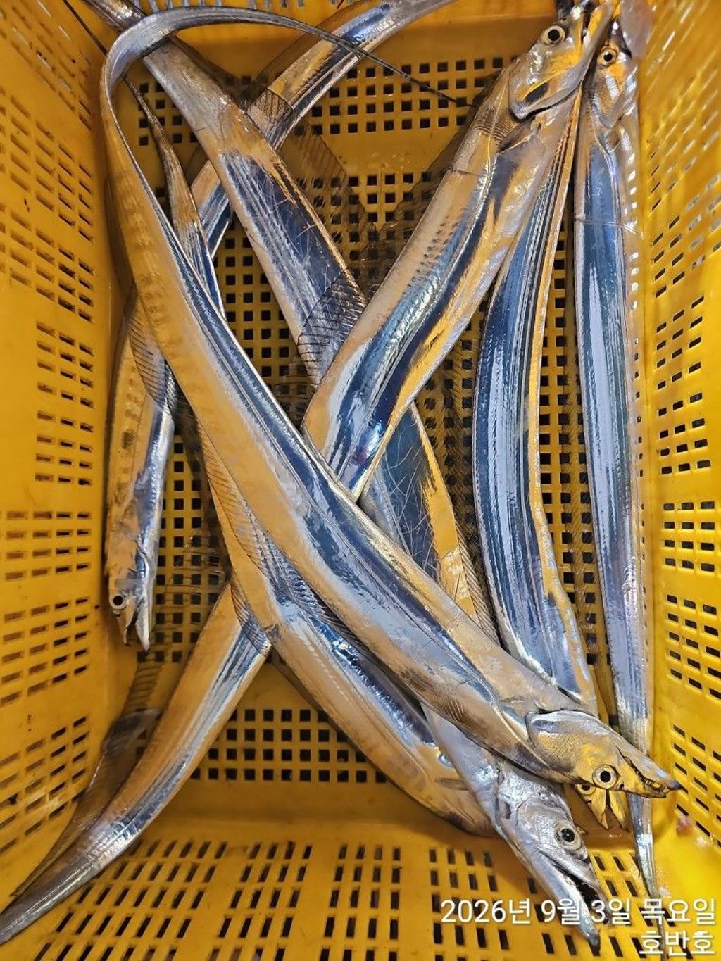 낚시뚜,갈치,통영 신전항,통영호반호,낚시뚜20
