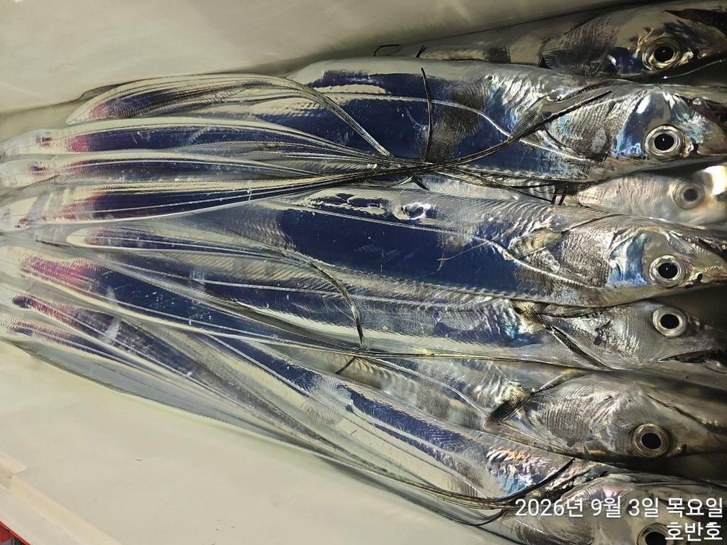낚시뚜,갈치,통영 신전항,통영호반호,낚시뚜14