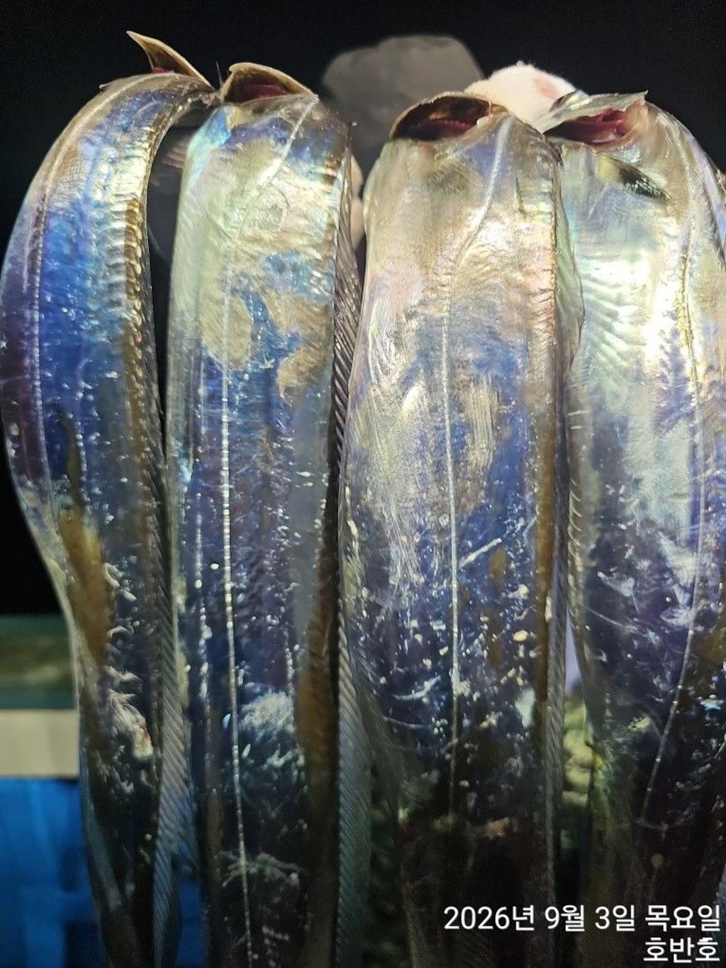 낚시뚜,갈치,통영 신전항,통영호반호,낚시뚜7